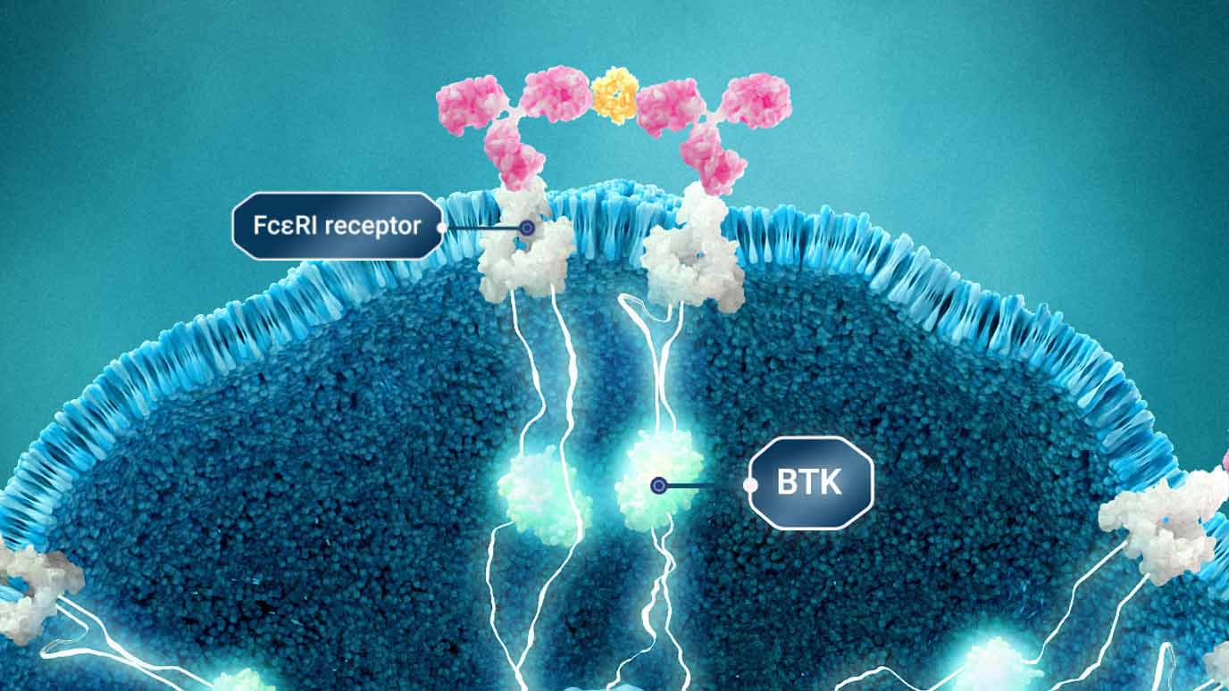 Illustration showing signaling of BTK and how IgE- and IgG mediated mechanisms converge at the FcεR1.